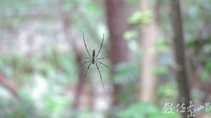 大蜘蛛