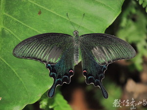 翠鳳蝶