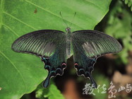翠鳳蝶
