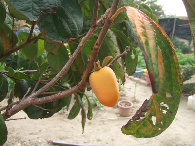 東石文化風光美景