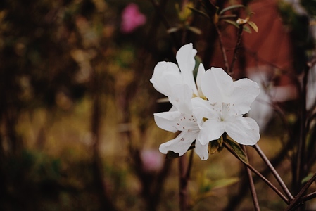 plants