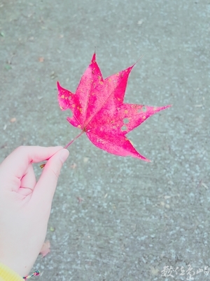 我與你相遇在楓樹下