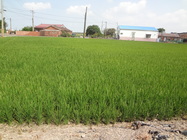 綠油油的水稻田