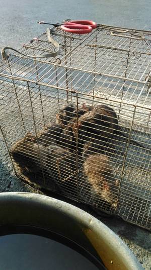 糖廍 鐵道 老味道