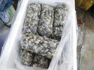 包裝蚵仔的過程