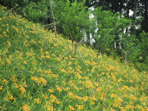 嘉義梅山鄉橫山屏休閒園區金針花海
