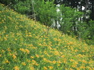 嘉義梅山鄉橫山屏休閒園區金針花海