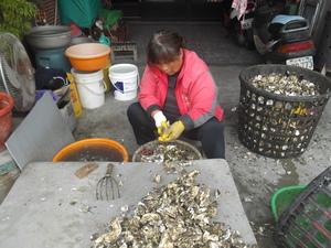 這個是蚵農在剝蚵