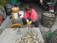 這個是蚵農在剝蚵