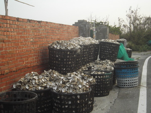 蚵農在剝蚵的期間撿的大殼