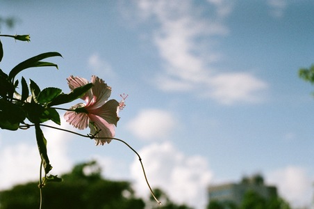 Film Background