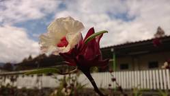 暖冬中的墮天使