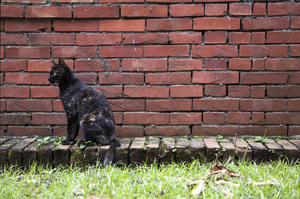 黑貓與紅牆