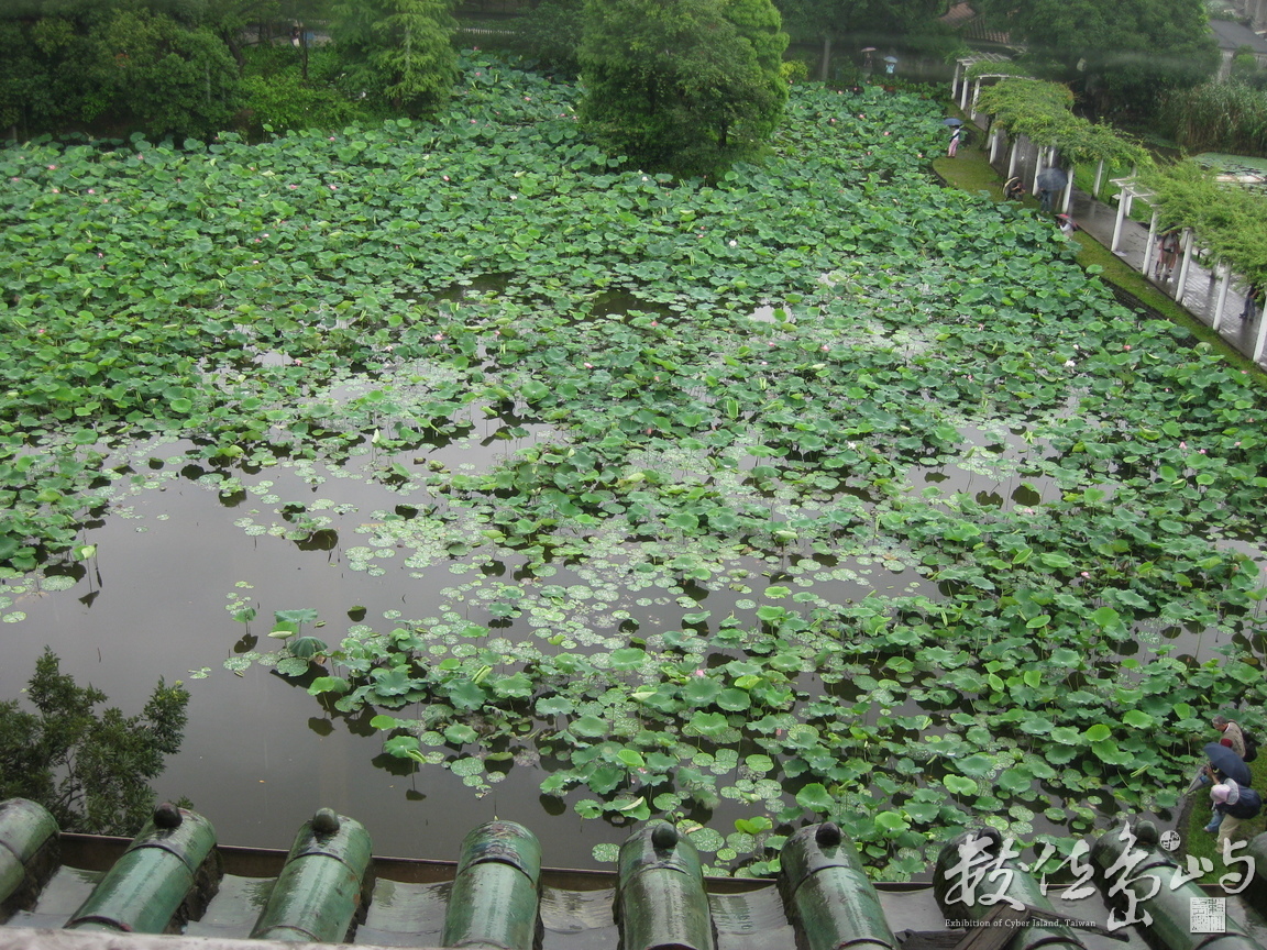 夏雨荷塘