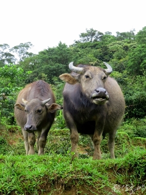 台灣牛
