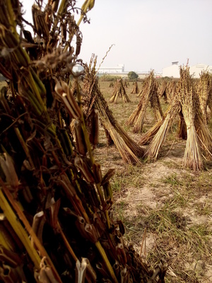 做日光浴的芝麻