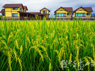 異國風情的台灣農村