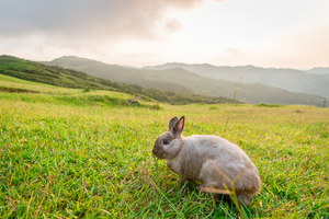 兔子看草