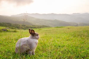 兔子遠眺