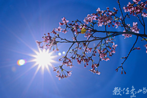 櫻花·三月