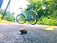 幾乎禁止的節奏是這裡的慢活