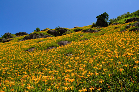 花蓮六十石山