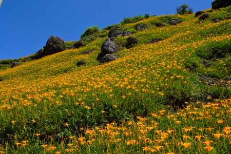 花蓮六十石山