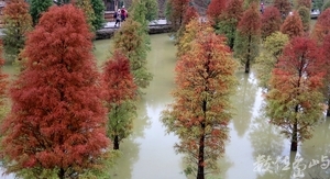 苗栗三灣落羽松