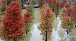 苗栗三灣落羽松