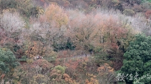 石門水庫楓情畫