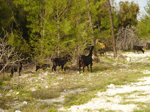 澎湖吉貝島羊群