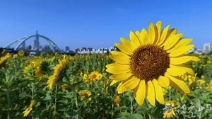 向日葵花海