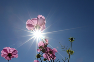 撲向天空的花朵