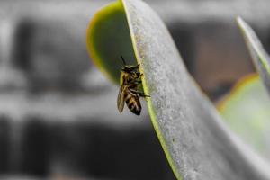 蜂的獨白