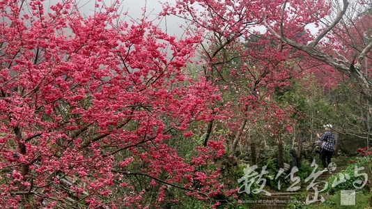 日安台灣
