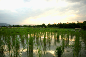 稻田下的黃昏