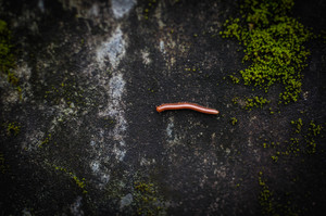 千足蟲（馬陸）