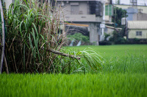 綠稻與竹