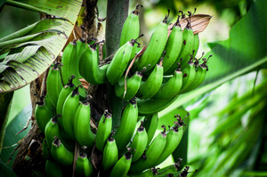 香蕉成熟前