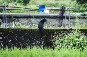 田間遇見貓