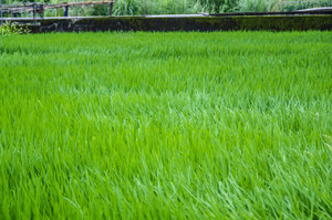 這不是草原是稻田