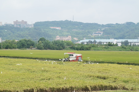 關渡平原