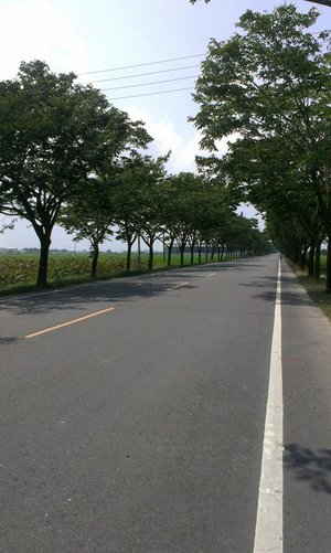 稻田