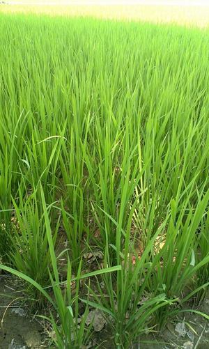 後壁鄉家鄉農田