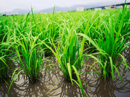 插秧後的生氣盎然