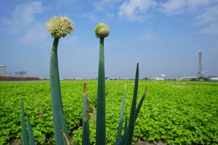 農村與我