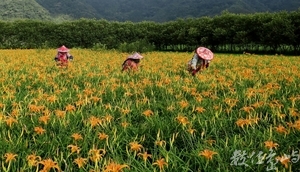 金針採收的季節