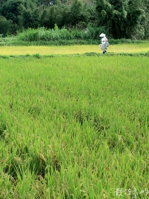 農村與我