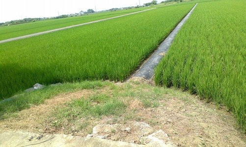 後壁鄉家鄉農田