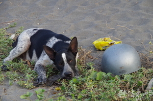 浪犬與安全帽